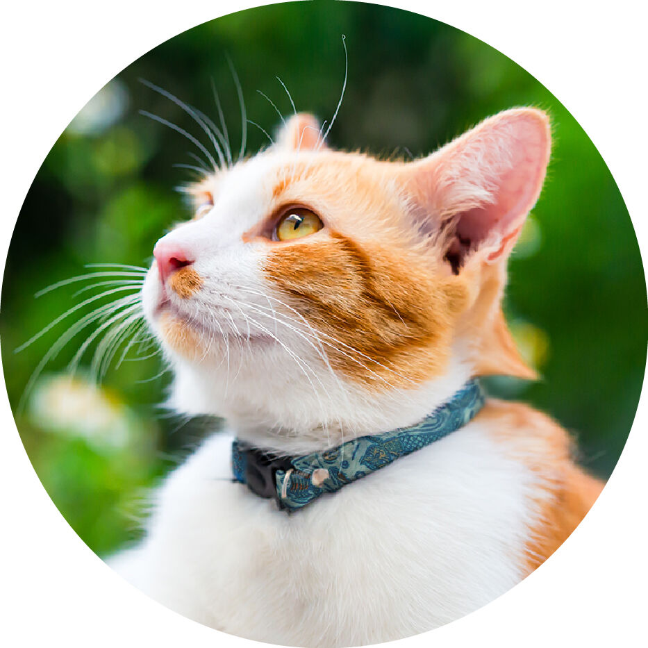 cat wearing Mud Bay pattern collar